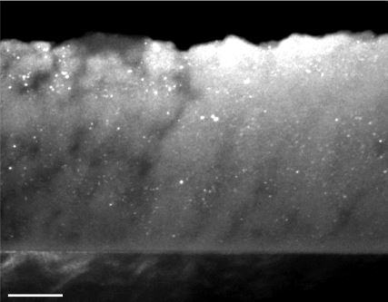 Etude de la formation de couches minces nanocomposites fonctionnelles par couplage PVD avec un jet de nanoparticules