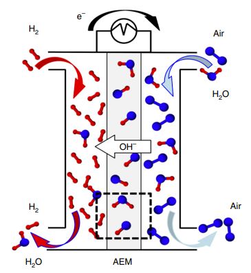 Disentangling water, ion and polymer dynamics in an anion exchange membrane