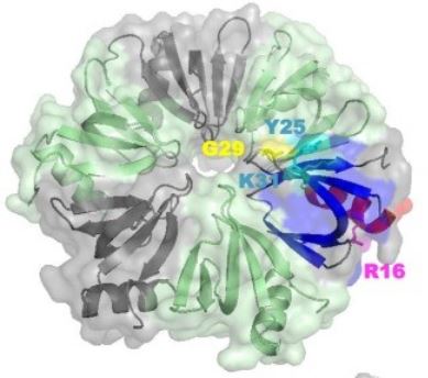 L’interaction entre la protéine Hfq et l'ADN simple brin révèle le rôle d’une protéine amyloïde dans la recombinaison génétique et la réplication