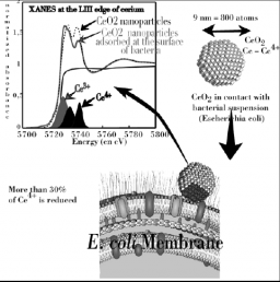 Ecotoxicity of nanoparticles