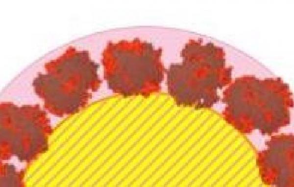 La couronne de protéines adsorbées sur des nanoparticules de silice dévoile sa structure