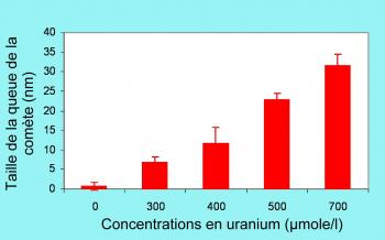 Génotoxicité de l\'uranium