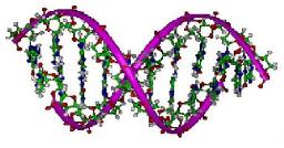 Effets coopératifs dans l'absorption du rayonnement UV par les bases de l'ADN
