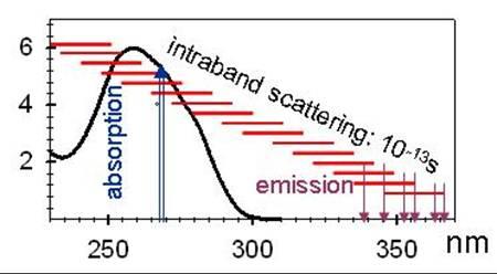 Effets coopératifs dans l\'absorption du rayonnement UV par les bases de l\'ADN