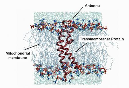 Nouvelles membranes conductrices de protons 'biomimétiques' pour piles à combustible 'PEMFC'