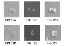 Brevet : Nouveaux dérivés de la triphénylamine utiles comme fluorophores en biologie, notamment pour la microscopie biphotonique.