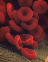 Diffusion de l’hémoglobine : impact sur le transport d’oxygène par les globules rouges