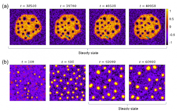 Cluster Phases and Bubbly Phase Separation in Active Fluids