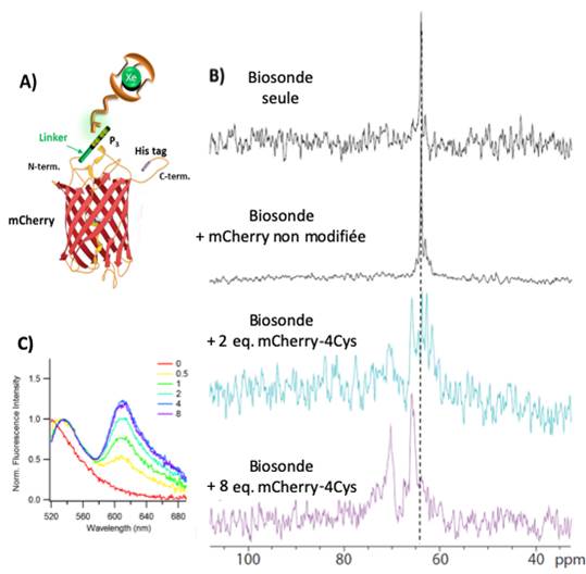 Sonde bimodale fluorescence –RMN pour la détection spécifique des protéines