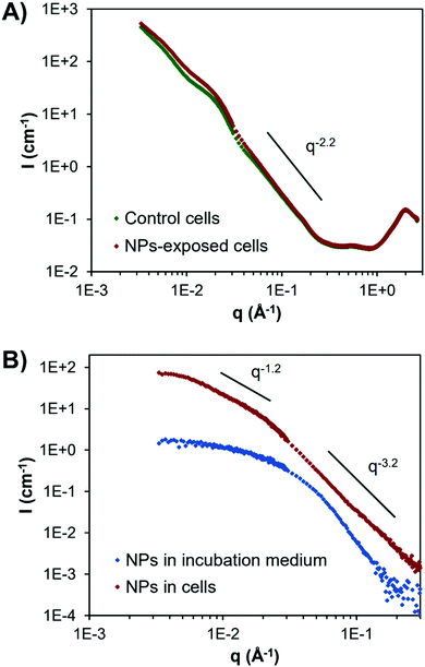 Structure, captation cellulaire, migration et toxicité de nanoparticules métalliques greffées de polymères pour la nanomédecine