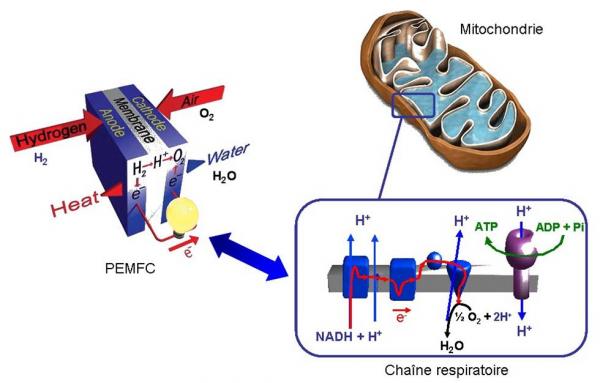 New 'biomimetic' membranes with proton conduction for PEMFC fuel cells