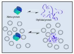 Influence of macromolecular crowding on protein stability.