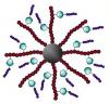 Greffage 3D de polymères biocompatibles via la chimie “click”. 