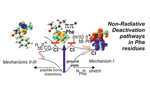 Dynamic of peptids in gas phase and photostability of proteins
