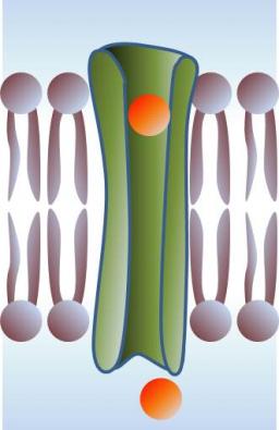Mécanisme physique de l\'inclusion de molécules dans les membranes biologiques : formation de pores