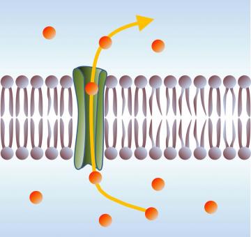 Mécanisme physique de l'inclusion de molécules dans les membranes biologiques : formation de pores