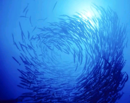 Comment un banc de poissons passe-t-il d'un comportement collectif à l'autre ?