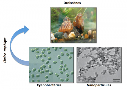 Nanoparticules : une méthode pour étudier les faibles doses