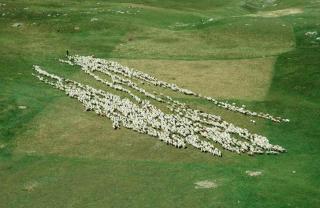 Manger et ne pas être mangé : les deux impératifs à l'origine du comportement critique des troupeaux de moutons