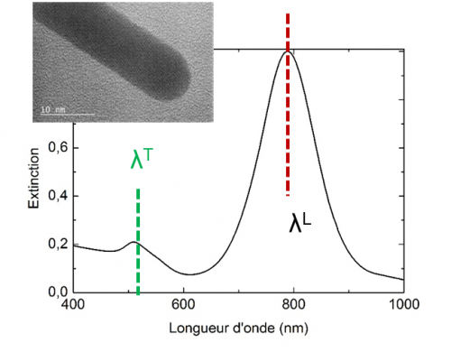 Absorption résonante plasmon à l'origine de la luminescence de nanoparticules d’or 