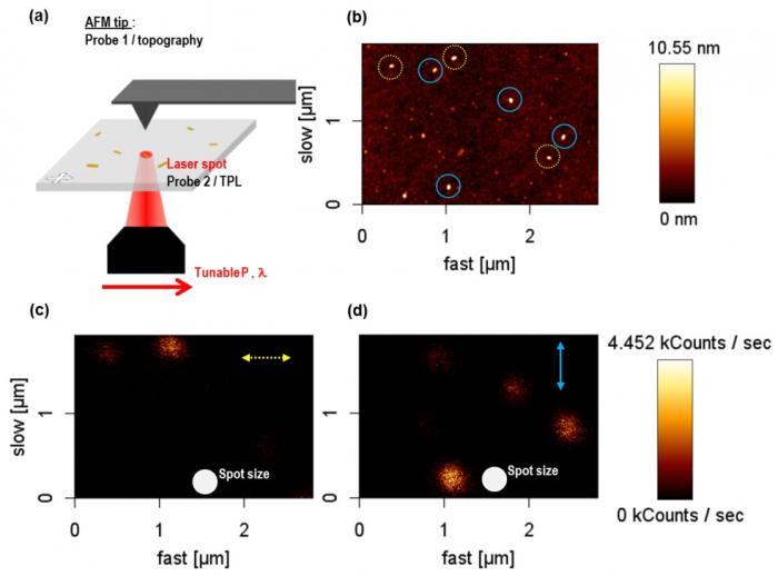 Absorption résonante plasmon à l\'origine de la luminescence de nanoparticules d’or 