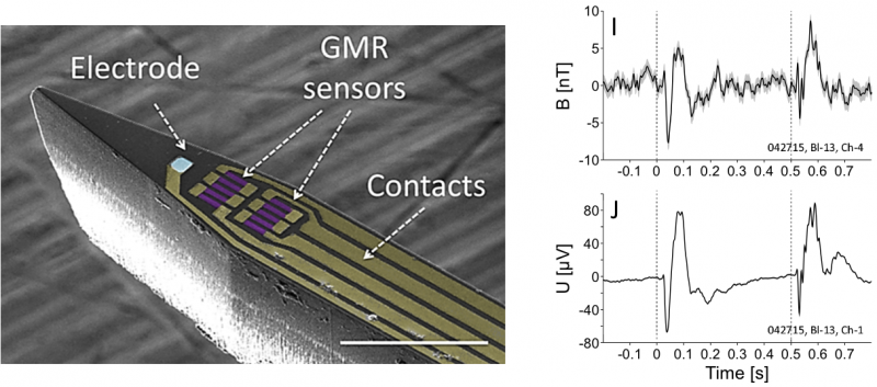 In vivo local recording of the magnetic signature of neurons