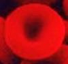 Diffusion de l’hémoglobine : impact sur le transport d’oxygène par les globules rouges