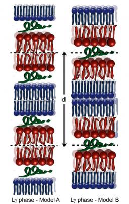 Unravelling a mechanism of action for a cecropin a‑melittin hybrid antimicrobial peptide: the induced formation of multilamellar lipid stacks
