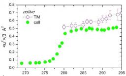 Dynamics properties of photosynthetic microorganisms probed by incoherent neutron scattering