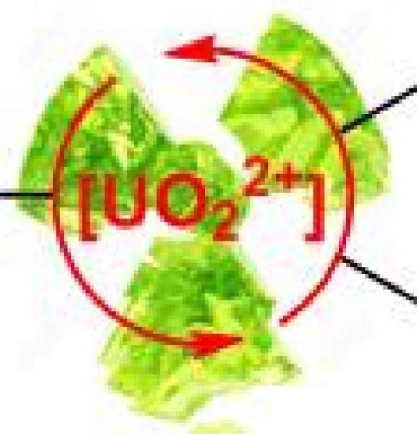 L’ion uranyle [UO2]2+ : un catalyseur efficace pour la réduction de doubles liaisons C=O 