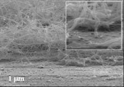 Aligned Carbon Nanotubes