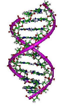 Interaction du rayonnement UV avec des hélices d’ADN