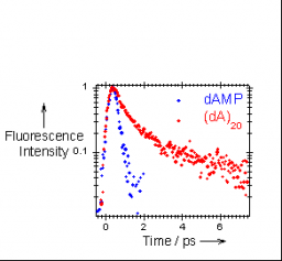 Effect of molecular organisation in DNA oligomers studied by femtosecond fluorescence spectroscopy