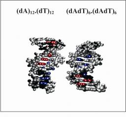 Influence of conformational dynamics on the exciton states of DNA oligomers