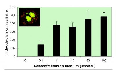 Génotoxicité de l'uranium