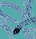   Transport dans les nanotubes de carbone et les nanofils semiconducteurs
