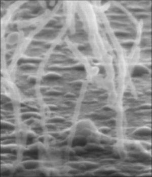 Journée Croissance des nanotubes de Carbone