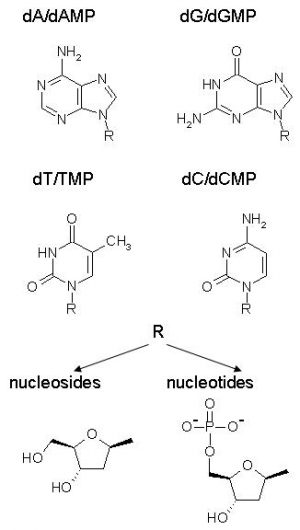 Monomères en phase condensée