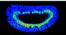 Synthèse de nanotubes marqués au carbone 14 pour des études de biodistribution