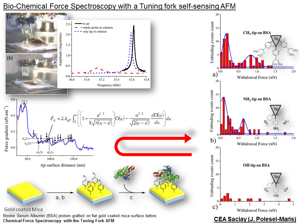 BSA_Bio_ForceSpectroscopy_Tuning_Fork_AFM_POLESEL.png