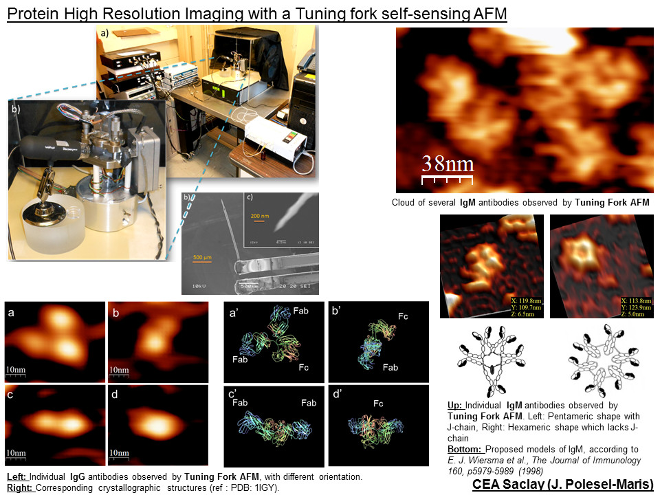 IgG_IgM_Tuning_Fork_AFM_POLESEL.png