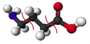 Dynamique de fragmentation de l’’acide γ-aminobutyrique (GABA) induite par des ions lents