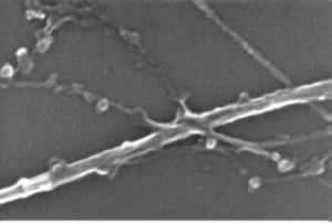 Procédé de fonctionnalisation de nano-objets en carbone, composition comprenant des nano-objets en carbone fonctionnalisés en suspension dans un solvant organique et ses utilisations