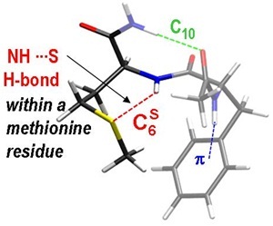 La force des liaisons NHamide—Sméthionine révélée par la spectroscopie de petits peptides