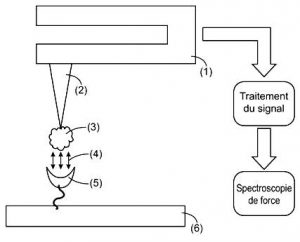 Sonde de microscope à force atomique, son procédé de préparation et ses utilisations