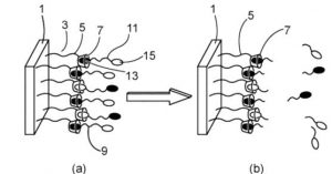 Biocapteur pour la détection de la présence de protéases et éventuellement la quantification de l’activité enzymatique de celles-ci