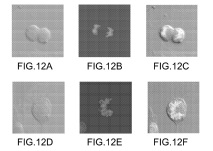 Nouveaux dérivés de la triphénylamine utiles comme fluorophores en biologie, notamment pour la microscopie biphotonique.