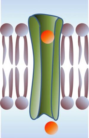 Mécanisme physique de l’inclusion de molécules dans les membranes biologiques : formation de pores