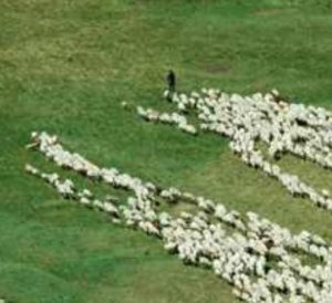 Manger et ne pas être mangé : les deux impératifs à l’origine du comportement critique des troupeaux de moutons