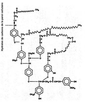 Procédé de dépolymérisation de matériaux polymères oxygénés.